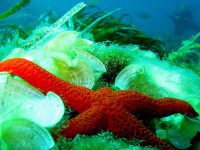 /album/www-mundoanimal-es/estrella-1-jpg/